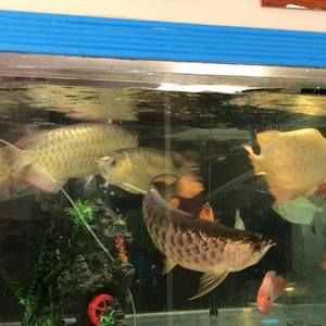 Meet your Posher, Thanh